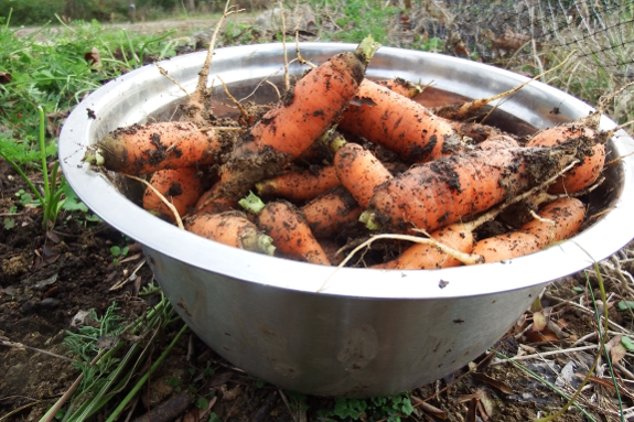 Carrot harvest