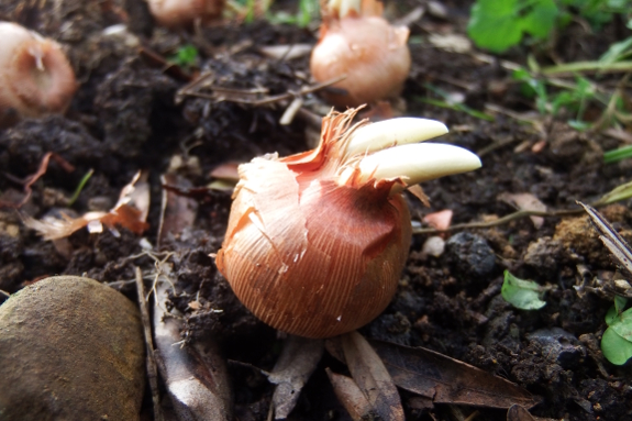 Crocus bulbs