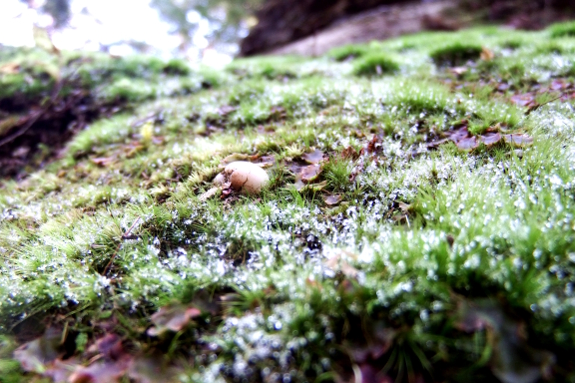 Mosses and liverworts