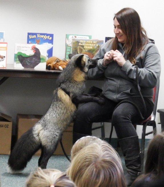 Library fox