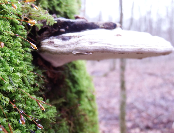 Shelf fungus