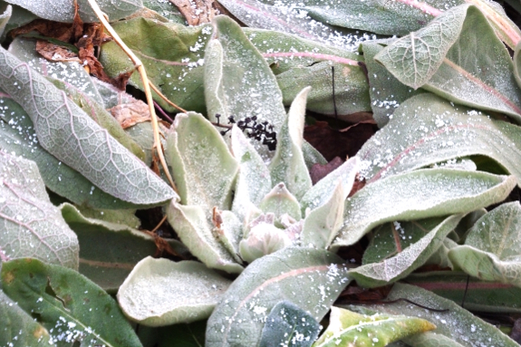 Snow on mullein leaves