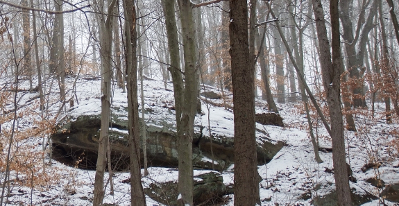 Snowy trees