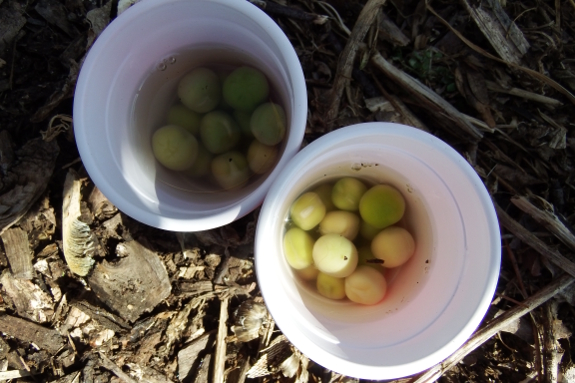 Soaking early peas