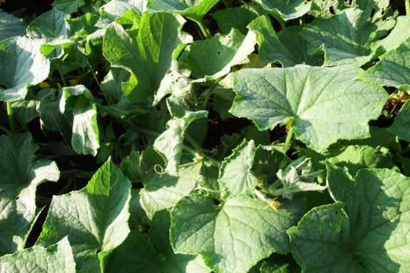 Cucumber wilt