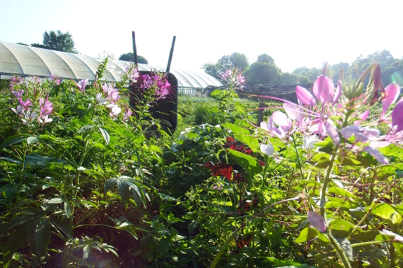 Spider flowers