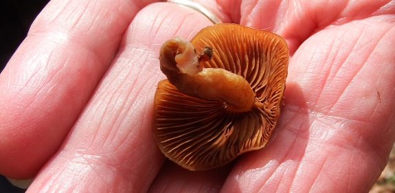 Deadly Galerina