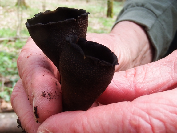 Devil's urn mushroom