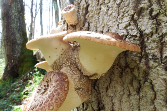 Dryad's Saddle