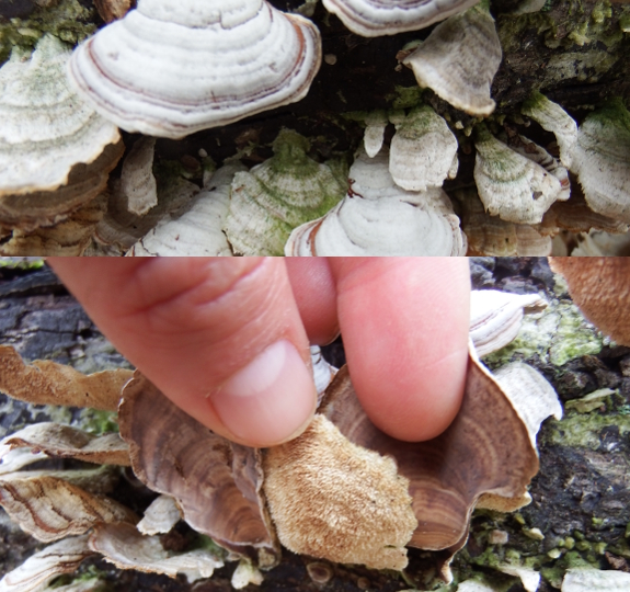 True and false turkeytails