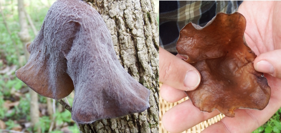 Wood ear mushroom