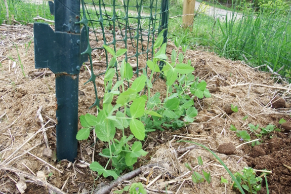 Pea seedlings