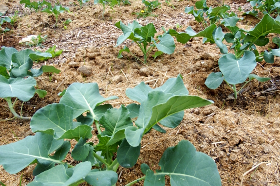 Side-dressing with manure