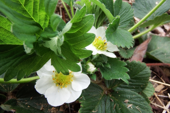 Strawberry flower