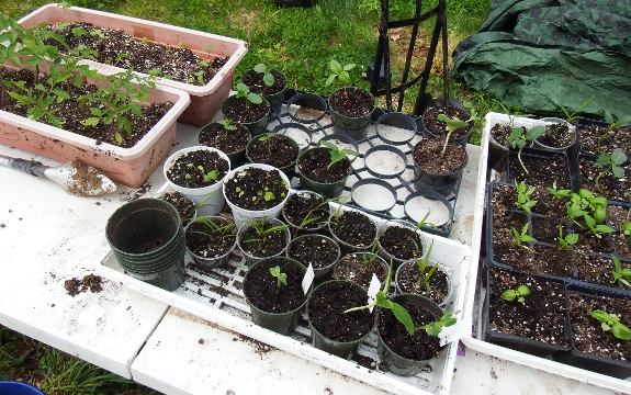 Vegetable seedlings