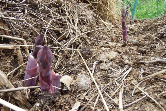 Young garden soil