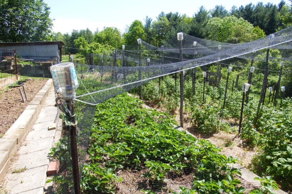 Berry netting