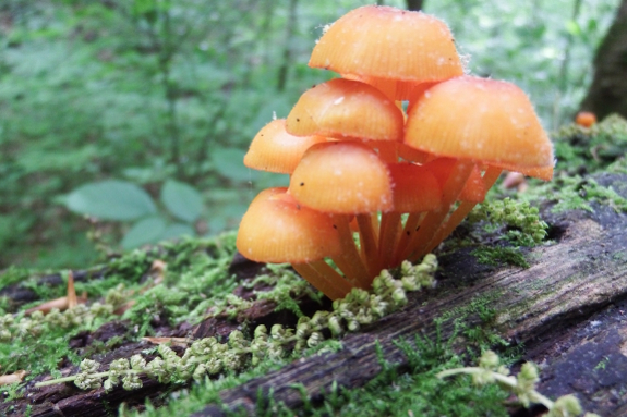 Orange mycena