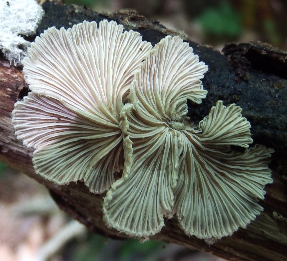 Split-gill mushroom