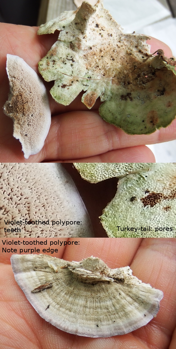 Violet-toothed polypore vs. turkey tails