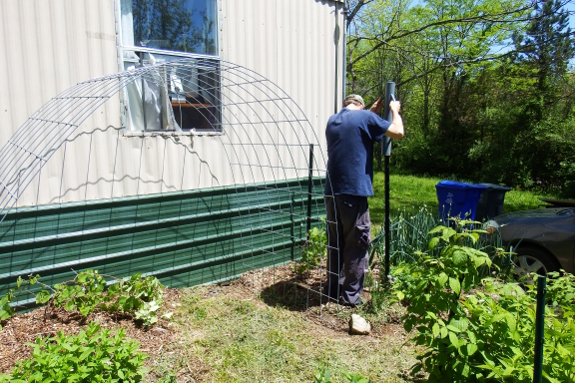 Building a cattle panel arbor