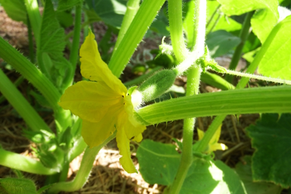 Cucumber bloom