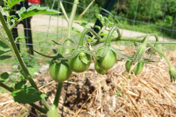 New tomatoes