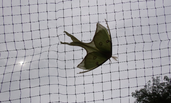 Luna Moth fencing