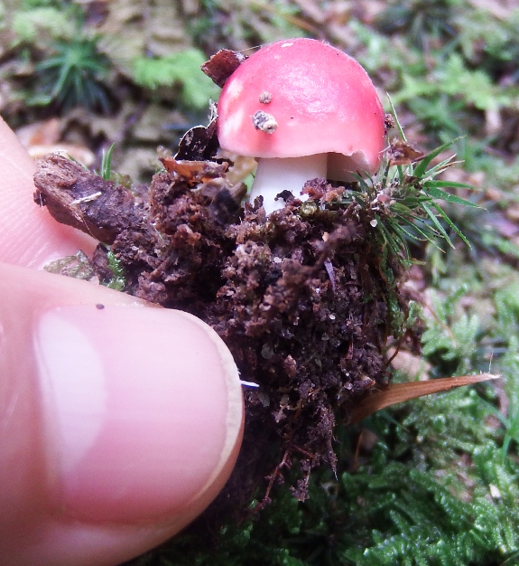 Russula mushroom