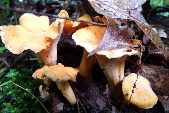 Smooth chanterelle