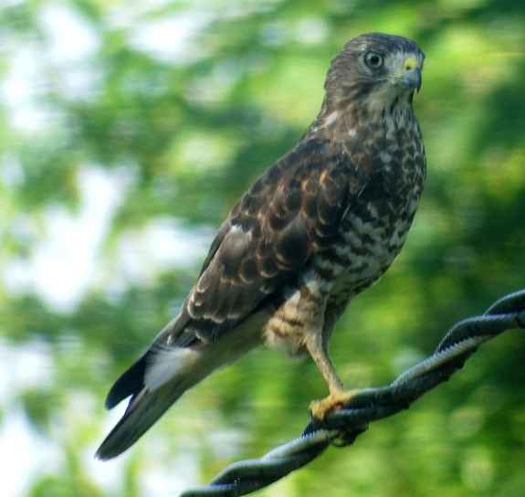 Broad-winged Hawk