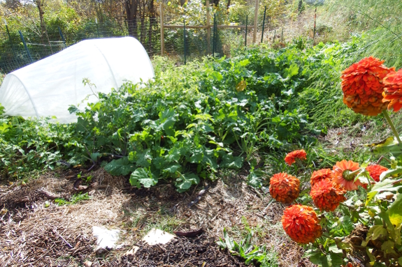 Transplanted kale