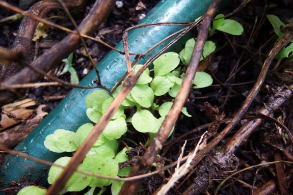 Volunteer lettuce