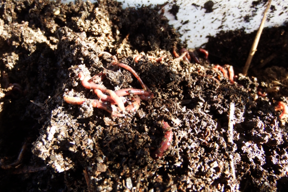 Worm composting