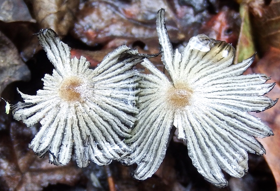 Hare's Foot Inkcap