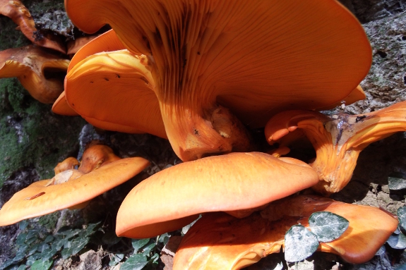 Jack-o-lantern mushroom