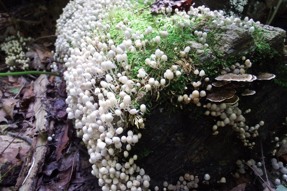 Mushroom log