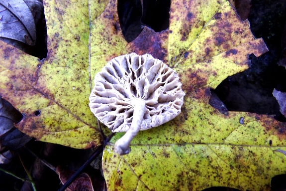 Tiger Sawgill mushroom