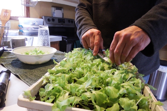 Cutting lettuce