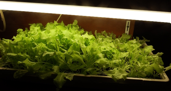 Indoor lettuce