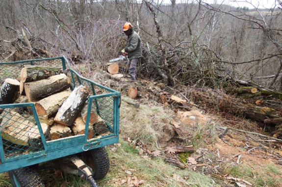 Gathering firewood