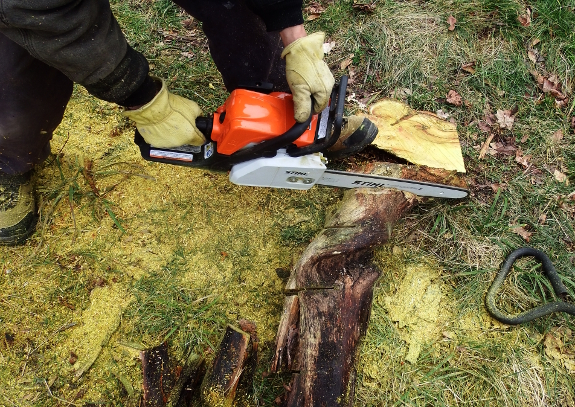 Osage orange sawdust