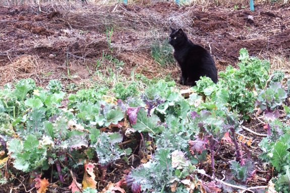 Cat with kale