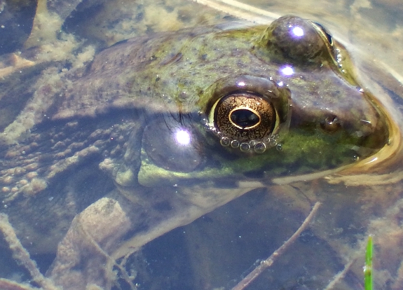 Green Frog eye