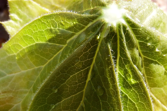 Mayapple leaf