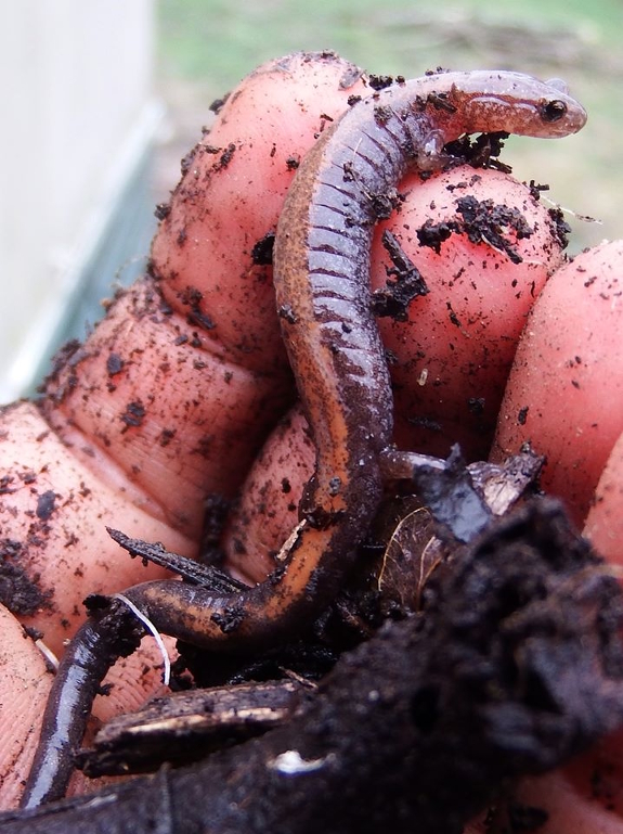 Redbacked Salamander