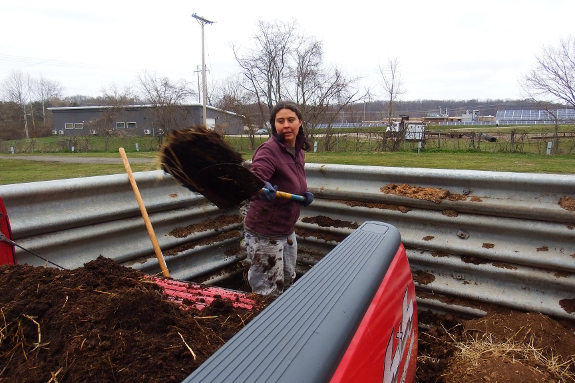 Shoveling manure