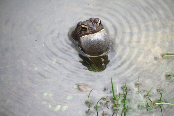 Toad calling