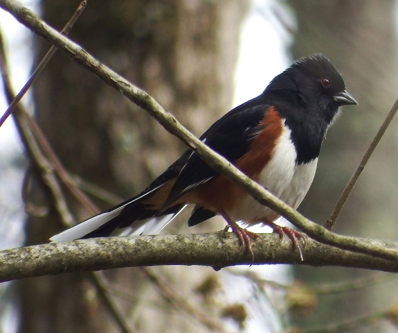 Eastern Towhee male