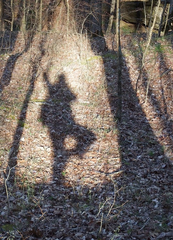 Tree yoga